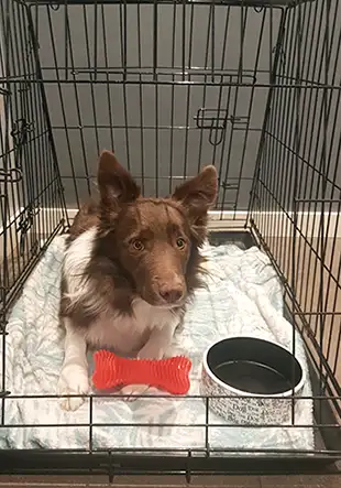 International dog transportation