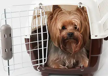 Shipping dog to the USA