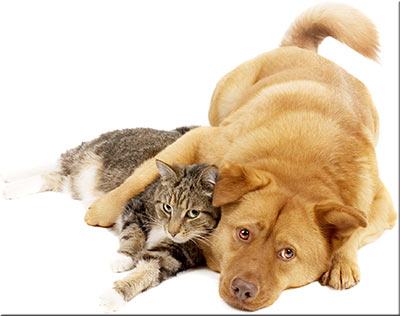 Moving pets Moving pets